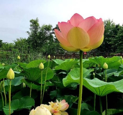 안산 바다향기수목원 총정리|운영시간·휴무일·볼거리·주차 6 바다향기수목원 사진6